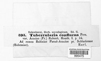 Tubercularia confluens image